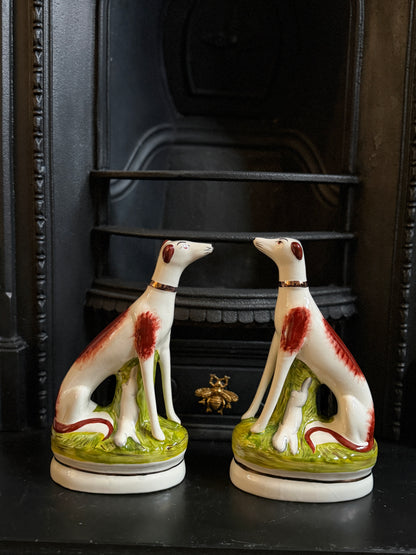 スタッフォードシャードッグ、グレイハウンド